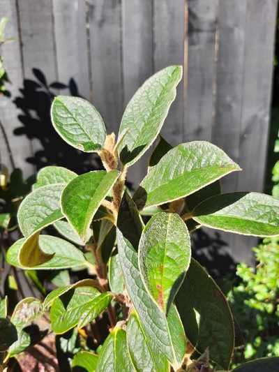 Rhododendron edgeworthii, photographed by Emily Roberts