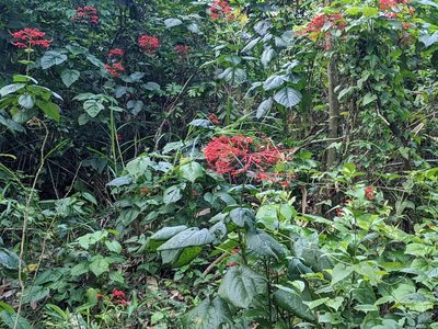 Clerodendrum japonicum, photographed by Chen Jia Hong