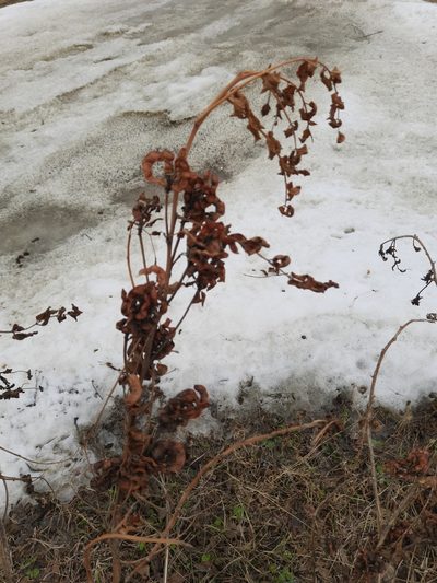 Glycyrrhiza uralensis, photographed by Виктория Билоус
