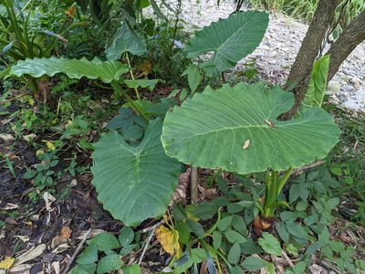 Alocasia odora, photographed by Chen Jia Hong