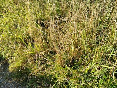 Agrostis capillaris, photographed by Leon Perrie