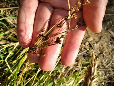 Juncus tenuis, photographed by Leon Perrie