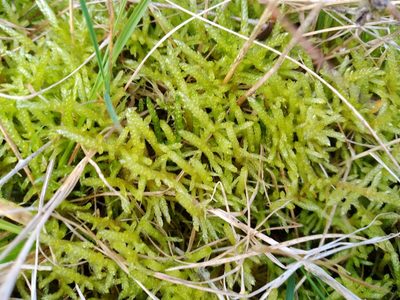 Pseudoscleropodium purum, photographed by Leon Perrie