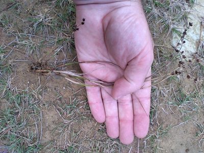 Juncus articulatus, photographed by Leon Perrie
