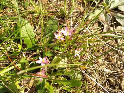 Centaurium erythraea, photographed by Leon Perrie