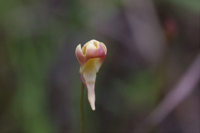 Utricularia chrysantha, photographed by Hugo Innes