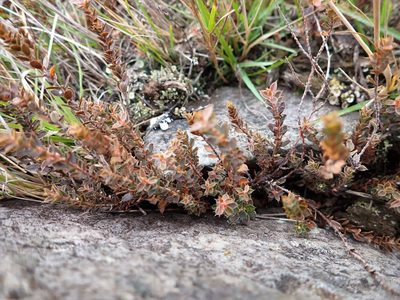 Styphelia nesophila, photographed by Mike Bowie
