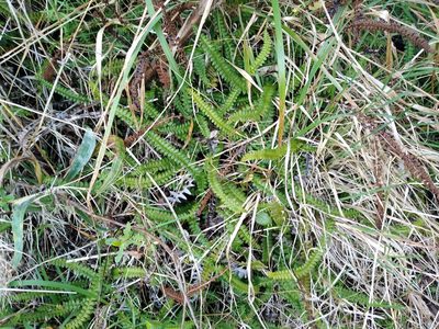 Austroblechnum penna-marina, photographed by Leon Perrie
