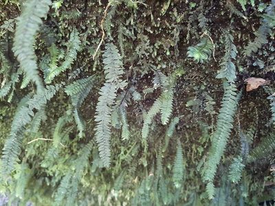 Cyathophorum bulbosum, photographed by Emily Roberts
