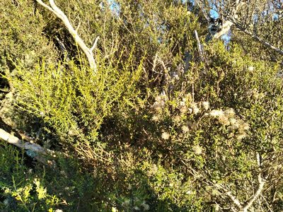 Olearia solandri, photographed by Leon Perrie