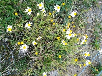 Anthemis cotula, photographed by Leon Perrie