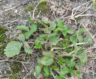 Potentilla norvegica, photographed by Виктория Билоус