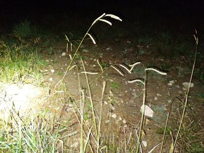 Paspalum dilatatum, photographed by Leon Perrie