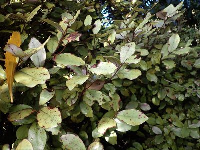 Pseudowintera colorata, photographed by Mike Bowie