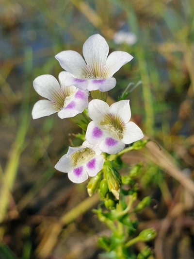 Limnophila aquatica, photographed by Aravinth