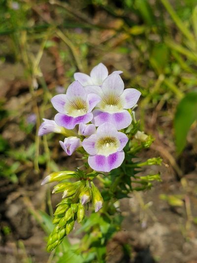 Limnophila aquatica, photographed by Aravinth