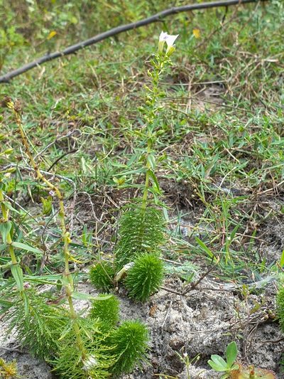 Limnophila aquatica, photographed by Aravinth