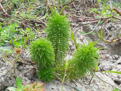 Limnophila aquatica, photographed by Aravinth