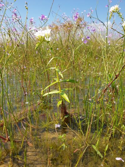 Limnophila aquatica, photographed by Aravinth