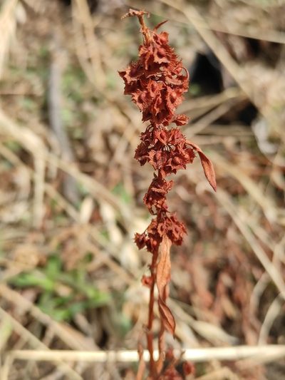 Rumex stenophyllus, photographed by Юлия