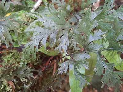 Hymenophyllum dilatatum, photographed by Emily Roberts