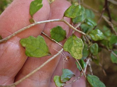 Pennantia corymbosa, photographed by Mike Bowie