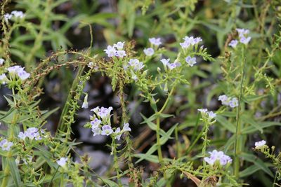 Limnophila aquatica, photographed by Aravinth