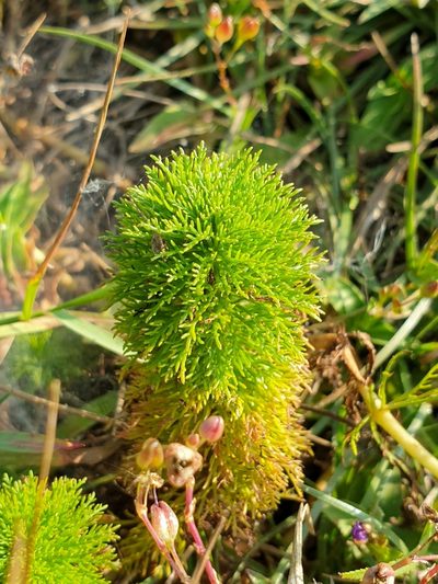 Limnophila aquatica, photographed by Aravinth