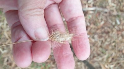 Cynosurus echinatus, photographed by Rosalie Lawrence