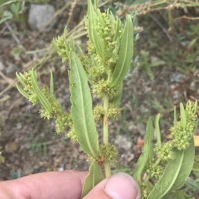 Rumex maritimus, photographed by Amy Huie