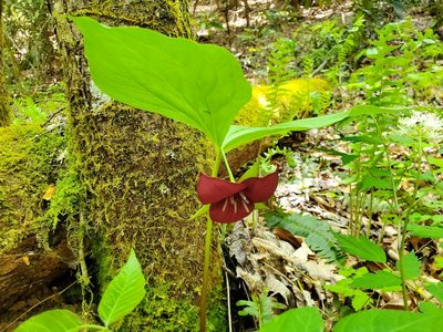 Trillium vaseyi, photographed by Will Kuhn