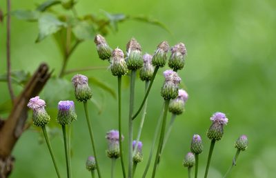 Saussurea lyrata, photographed by Zinogre