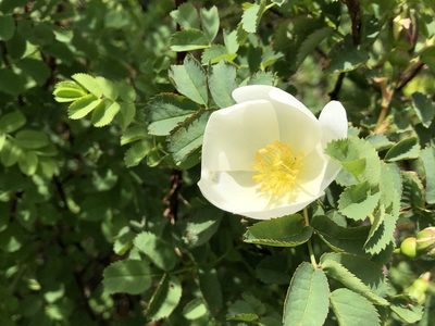 Rosa spinosissima, photographed by Jason Grant
