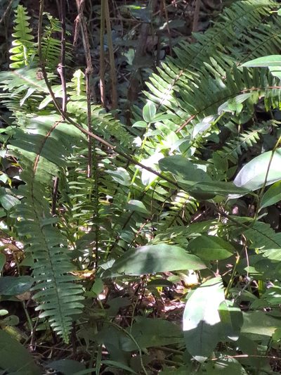 Nephrolepis exaltata, photographed by Mmatjie Mashao