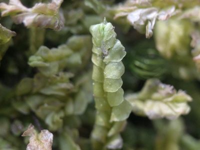 Lophocolea heterophylla, photographed by Michel Langeveld