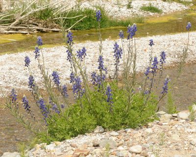 Lupinus havardii, photographed by Roger Rittmaster