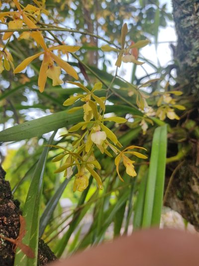 Encyclia stellata, photographed by Moises Maure