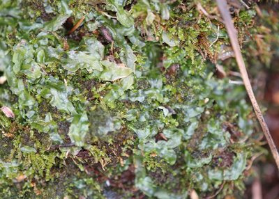 Pallavicinia lyellii, photographed by Steven Lamonde