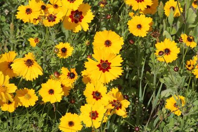 Coreopsis basalis, photographed by Andy Jordan