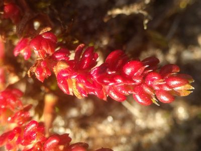 Crassula tillaea