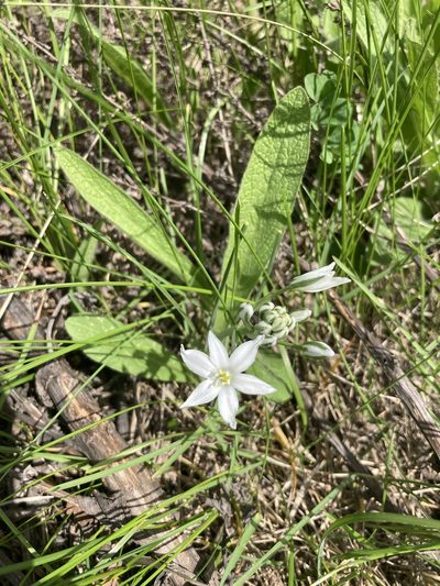 Ornithogalum orthophyllum, photographed by Stanislav Murashkin
