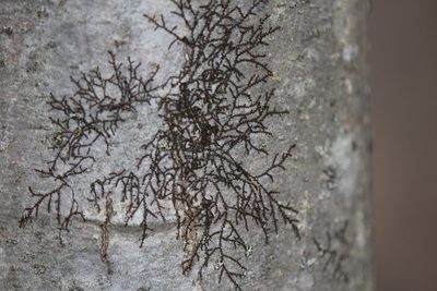 Frullania eboracensis, photographed by Steven Lamonde