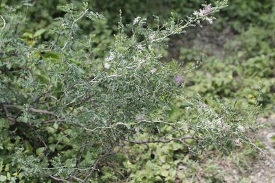 Mimosa monancistra, photographed by Juan Cruzado Cortés