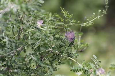 Mimosa monancistra, photographed by Juan Cruzado Cortés