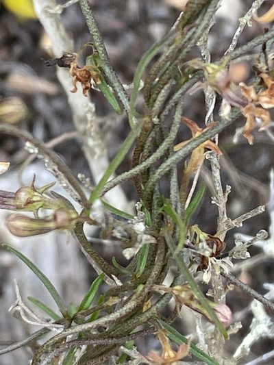 Cyphia sylvatica, photographed by Christina