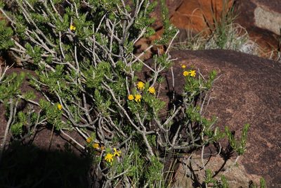 Euryops nodosus, photographed by Tony Rebelo
