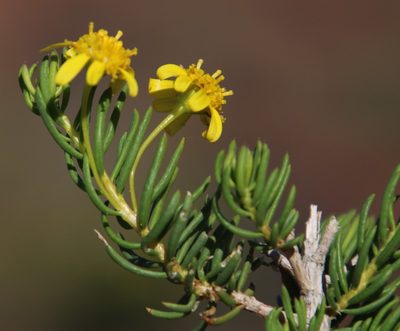 Euryops nodosus, photographed by Tony Rebelo