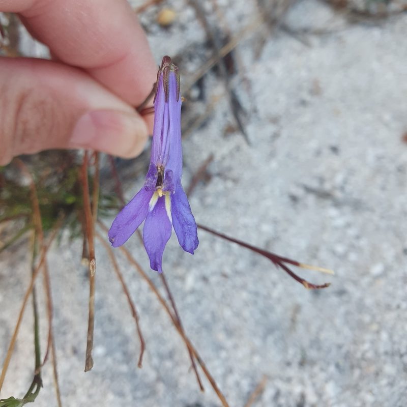 Lobelia coronopifolia, photographed by Corli du Toit Smith