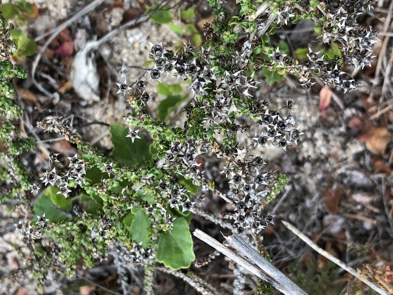 Wahlenbergia tenella, photographed by Caroline Voget
