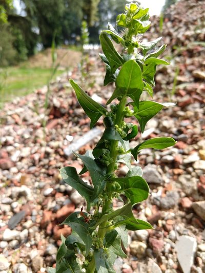 Spinacia oleracea, photographed by Quentin Groom